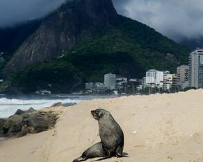 Ungewöhnlicher Besucher: Ein Seebär in Ipanema